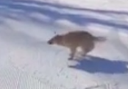 Il cane scivola sulla neve: il video più bello